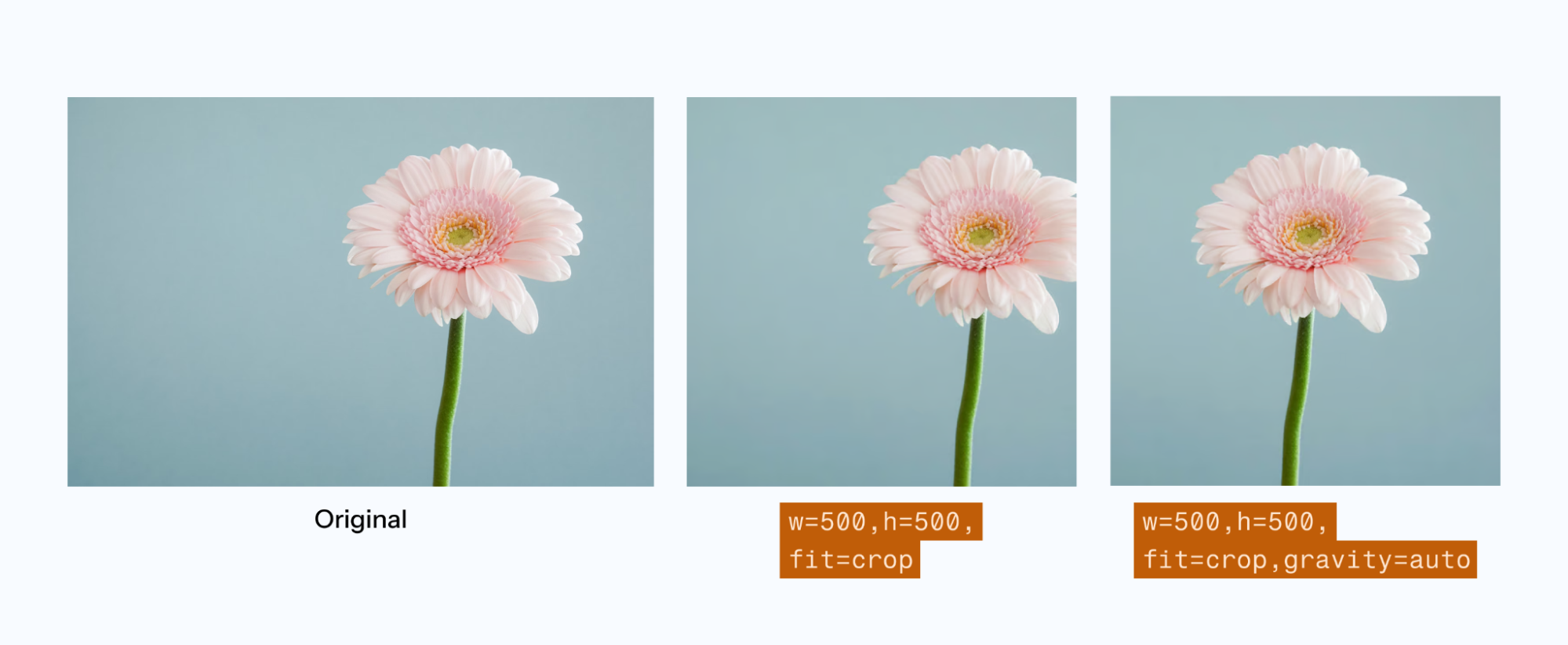 Розовый цветок демонстрирует параметр гравитации для смещенных объектов