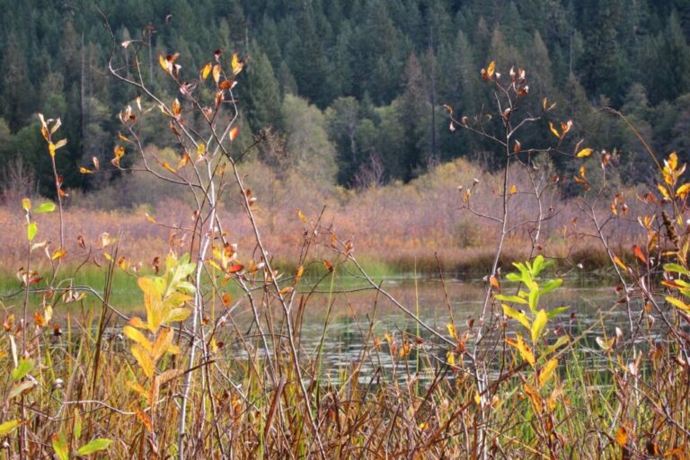 Featured image for ii pomogaet nahodit i sohranyat ischezayushhie vodno bolotnye ugodya