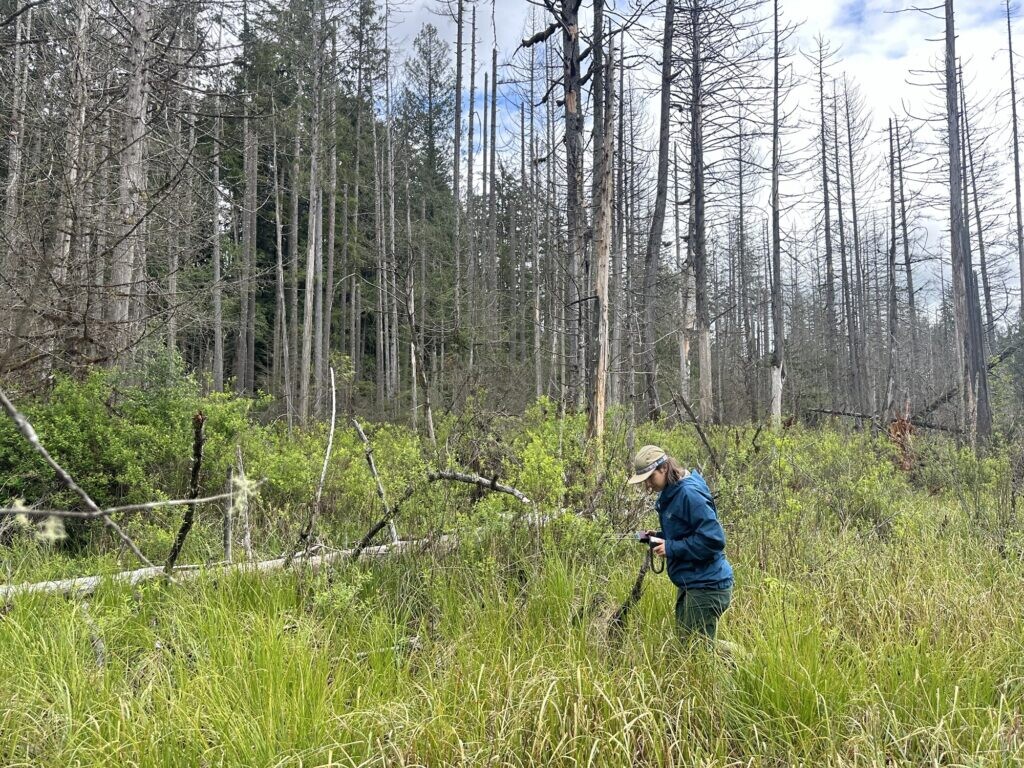 Рэйчел Бюклер проводит обследование водно-болотных угодий в бассейне реки Скайкомиш