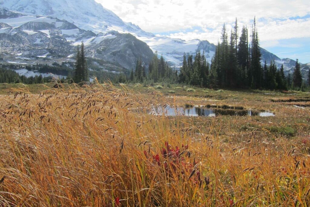 Мелководное субальпийское болото в национальном парке Маунт-Рейнир на фоне горы
