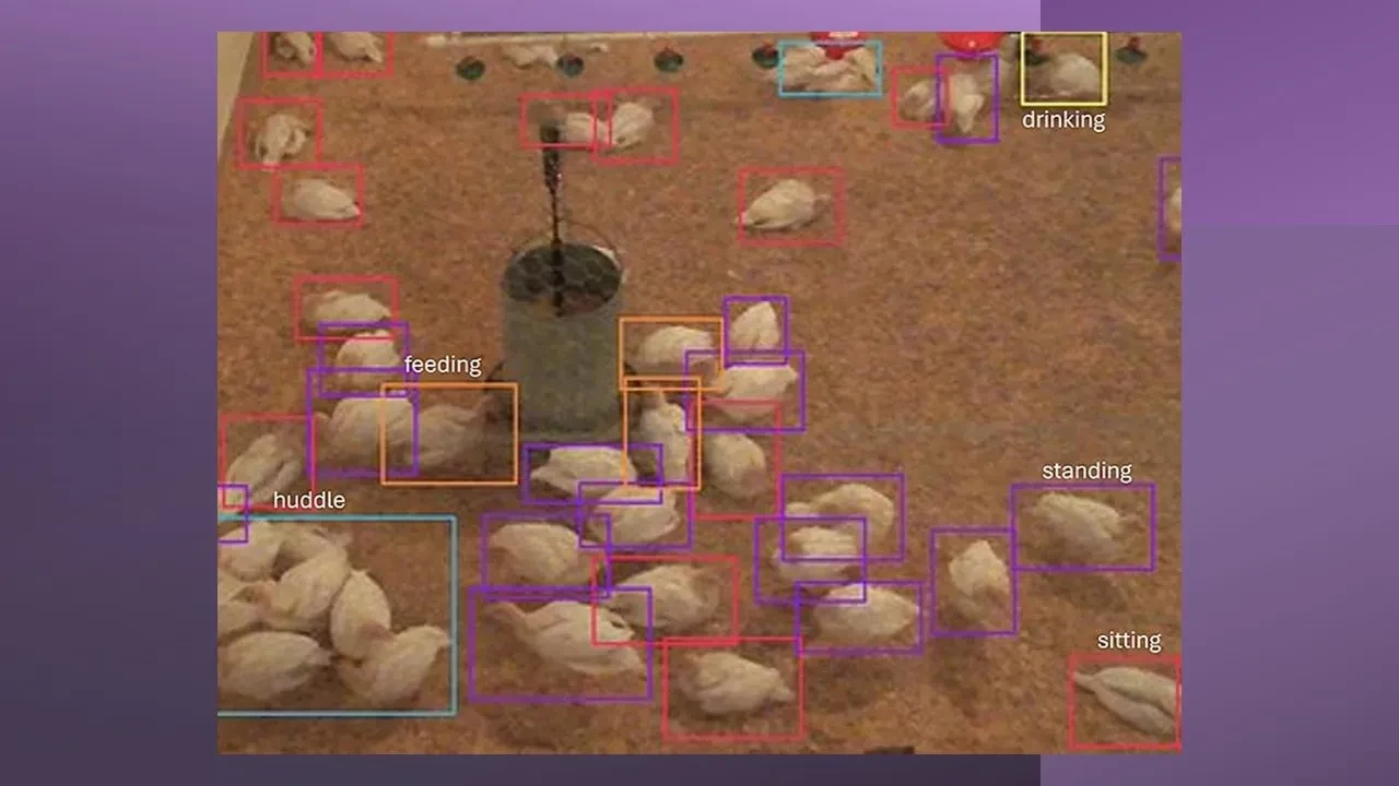 Поведение индеек, записанное дронами с использованием технологии искусственного интеллекта