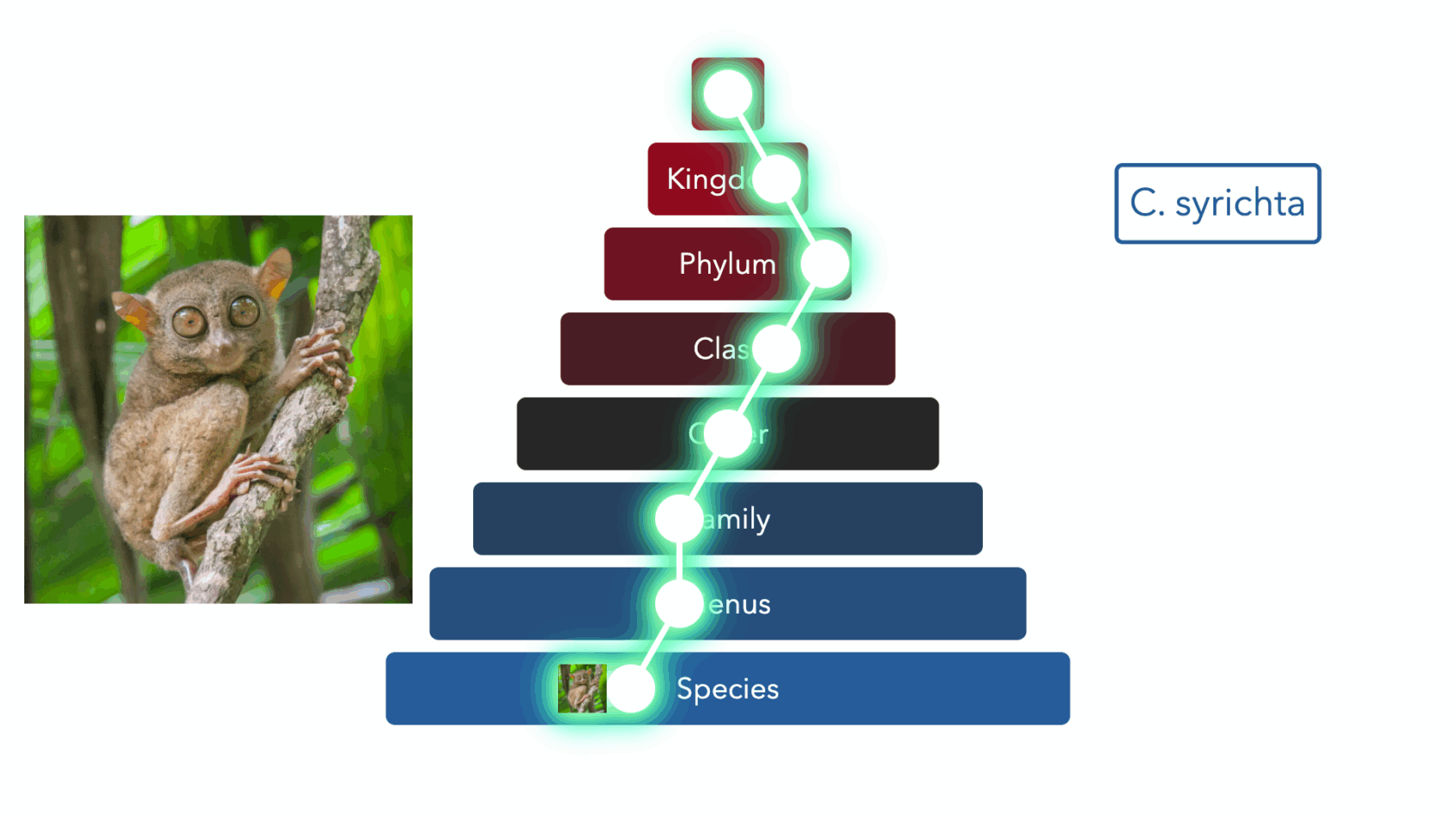 Изображение обезьяны из набора данных Древо Жизни TREEOFLIFE-200M